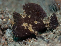 Lembeh Frogfish (Ocellated Frogfish) before Antennatus sp. - Nudiantennarius subteres - Lembeh Anglerfisch (Ocellus Anglerfisch) ehemalig Antennatus sp.