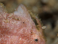 Lembeh Frogfish - Nudiantennarius subteres - Lembeh Anglerfisch