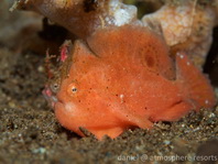 Lembeh Frogfish (Ocellated Frogfish) before Antennatus sp. - Nudiantennarius subteres - Lembeh Anglerfisch (Ocellus Anglerfisch) ehemalig Antennatus sp.