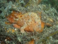 Lembeh Frogfish (Ocellated Frogfish) before Antennatus sp. - Nudiantennarius subteres - Lembeh Anglerfisch (Ocellus Anglerfisch) ehemalig Antennatus sp.