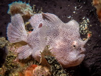 Lembeh Frogfish (Ocellated Frogfish) before Antennatus sp. - Nudiantennarius subteres - Lembeh Anglerfisch (Ocellus Anglerfisch) ehemalig Antennatus sp.