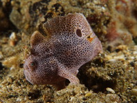 Lembeh Frogfish (Ocellated Frogfish) before Antennatus sp. - Nudiantennarius subteres - Lembeh Anglerfisch (Ocellus Anglerfisch) ehemalig Antennatus sp.