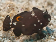 Lembeh Frogfish (Ocellated Frogfish) before Antennatus sp. - Nudiantennarius subteres - Lembeh Anglerfisch (Ocellus Anglerfisch) ehemalig Antennatus sp.