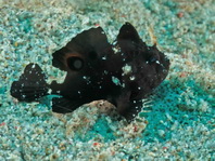 Lembeh Frogfish (Ocellated Frogfish) before Antennatus sp. - Nudiantennarius subteres - Lembeh Anglerfisch (Ocellus Anglerfisch) ehemalig Antennatus sp.