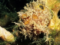 Lembeh Frogfish (Ocellated Frogfish) before Antennatus sp. - Nudiantennarius subteres - Lembeh Anglerfisch (Ocellus Anglerfisch) ehemalig Antennatus sp.