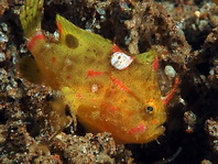 Lembeh Frogfish (Ocellated Frogfish) before Antennatus sp. - Nudiantennarius subteres - Lembeh Anglerfisch (Ocellus Anglerfisch) ehemalig Antennatus sp.