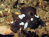 Lembeh Frogfish (Ocellated Frogfish) before Antennatus sp. - Nudiantennarius subteres - Lembeh Anglerfisch (Ocellus Anglerfisch) ehemalig Antennatus sp.