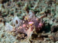 Lembeh Frogfish (Ocellated Frogfish) before Antennatus sp. - Nudiantennarius subteres - Lembeh Anglerfisch (Ocellus Anglerfisch) ehemalig Antennatus sp.