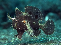 Lembeh Frogfish (Ocellated Frogfish) before Antennatus sp. - Nudiantennarius subteres - Lembeh Anglerfisch (Ocellus Anglerfisch) ehemalig Antennatus sp.