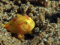 Lembeh Frogfish (Ocellated Frogfish) before Antennatus sp. - Nudiantennarius subteres - Lembeh Anglerfisch (Ocellus Anglerfisch) ehemalig Antennatus sp.