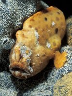 Phyllophryne scortea (Smooth Frogfish, White-spotted Anglerfish - Glatter Anglerfisch)