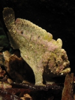 Phyllophryne scortea (Smooth Frogfish, White-spotted Anglerfish - Glatter Anglerfisch)