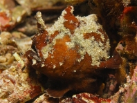 Phyllophryne scortea (Smooth Frogfish, White-spotted Anglerfish - Glatter Anglerfisch)