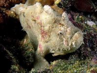 Smooth Frogfish - <em>Phyllophryne scortea</em> - Glatter Anglerfisch