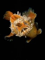 Smooth Frogfish - <em>Phyllophryne scortea</em> - Glatter Anglerfisch