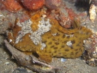 Phyllophryne scortea (Smooth Frogfish, White-spotted Anglerfish - Glatter Anglerfisch)