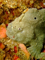  Porophryne erythrodactylus (Bare Island Frogfish / Red-footed Frogfish - Bare Island Anglerfisch / Rotfuss-Anglerfisch)