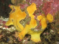  Porophryne erythrodactylus (Bare Island Frogfish / Red-footed Frogfish - Bare Island Anglerfisch / Rotfuss-Anglerfisch)