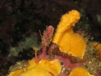  Porophryne erythrodactylus (Bare Island Frogfish / Red-footed Frogfish - Bare Island Anglerfisch / Rotfuss-Anglerfisch)