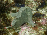  Porophryne erythrodactylus (Bare Island Frogfish / Red-footed Frogfish - Bare Island Anglerfisch / Rotfuss-Anglerfisch)