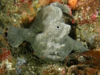  Porophryne erythrodactylus (Bare Island Frogfish / Red-footed Frogfish - Bare Island Anglerfisch / Rotfuss-Anglerfisch)