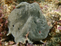  Porophryne erythrodactylus (Bare Island Frogfish / Red-footed Frogfish - Bare Island Anglerfisch / Rotfuss-Anglerfisch)