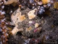  Porophryne erythrodactylus (Bare Island Frogfish / Red-footed Frogfish - Bare Island Anglerfisch / Rotfuss-Anglerfisch)