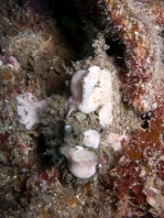  Porophryne erythrodactylus (Bare Island Frogfish / Red-footed Frogfish - Bare Island Anglerfisch / Rotfuss-Anglerfisch)