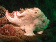  Porophryne erythrodactylus (Bare Island Frogfish / Red-footed Frogfish - Bare Island Anglerfisch / Rotfuss-Anglerfisch)