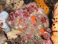  Porophryne erythrodactylus (Bare Island Frogfish / Red-footed Frogfish - Bare Island Anglerfisch / Rotfuss-Anglerfisch)