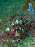  Porophryne erythrodactylus (Bare Island Frogfish / Red-footed Frogfish - Bare Island Anglerfisch / Rotfuss-Anglerfisch)