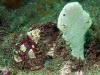  Porophryne erythrodactylus (Bare Island Frogfish / Red-footed Frogfish - Bare Island Anglerfisch / Rotfuss-Anglerfisch)