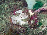  Porophryne erythrodactylus (Bare Island Frogfish / Red-footed Frogfish - Bare Island Anglerfisch / Rotfuss-Anglerfisch)