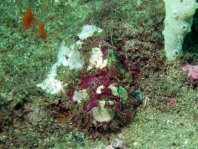  Porophryne erythrodactylus (Bare Island Frogfish / Red-footed Frogfish - Bare Island Anglerfisch / Rotfuss-Anglerfisch)