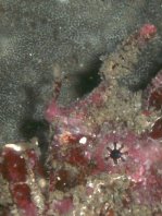  Porophryne erythrodactylus (Bare Island Frogfish / Red-footed Frogfish - Bare Island Anglerfisch / Rotfuss-Anglerfisch)