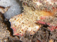  Porophryne erythrodactylus (Bare Island Frogfish / Red-footed Frogfish - Bare Island Anglerfisch / Rotfuss-Anglerfisch)