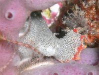  Porophryne erythrodactylus (Bare Island Frogfish / Red-footed Frogfish - Bare Island Anglerfisch / Rotfuss-Anglerfisch)