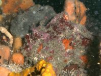  Porophryne erythrodactylus (Bare Island Frogfish / Red-footed Frogfish - Bare Island Anglerfisch / Rotfuss-Anglerfisch)