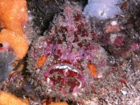  Porophryne erythrodactylus (Bare Island Frogfish / Red-footed Frogfish - Bare Island Anglerfisch / Rotfuss-Anglerfisch)