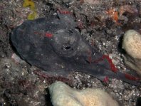  Porophryne erythrodactylus (Bare Island Frogfish / Red-footed Frogfish - Bare Island Anglerfisch / Rotfuss-Anglerfisch)