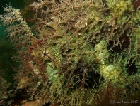 Rhycherus filamentosus (Tasseled Frogfish - Quasten-Anglerfisch)