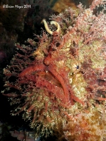 Rhycherus filamentosus (Tasseled Frogfish - Quasten-Anglerfisch)