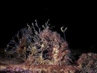 Tasseled Frogfish - <em>Rhycherus filamentosus</em> - Quasten Anglerfisch