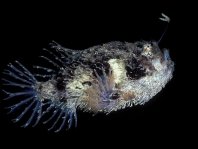 Rhycherus filamentosus (Tasseled Frogfish - Quasten-Anglerfisch)