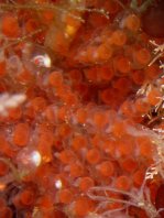 Tasseled Frogfish - <em>Rhycherus filamentosus</em> - Quasten Anglerfisch