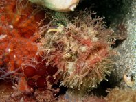 Tasseled Frogfish - <em>Rhycherus filamentosus</em> - Quasten Anglerfisch