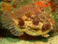 Tasseled Frogfish - <em>Rhycherus filamentosus</em> - Quasten Anglerfisch