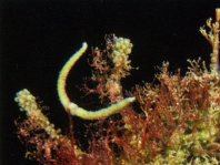 Rhycherus filamentosus (Tasseled Frogfish - Quasten Anglerfisch) 