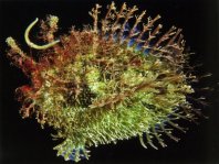 Tasseled Frogfish - <em>Rhycherus filamentosus</em> - Quasten Anglerfisch