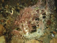 Tasseled Frogfish - <em>Rhycherus filamentosus</em> - Quasten Anglerfisch